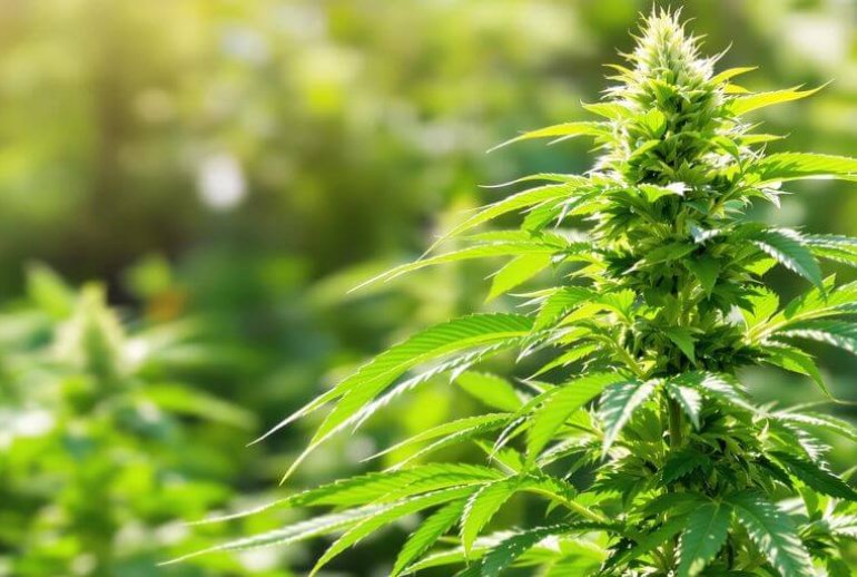 Cannabis plant in a tranquil garden setting.